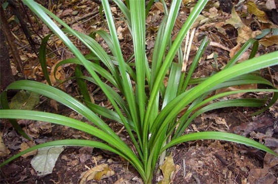 山上野生兰草如何识别,六个方面轻松辨别