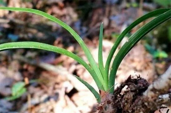 山上野生兰草如何识别,六个方面轻松辨别