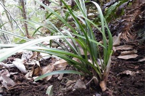 2万元以上兰草长什么山,生长在云南等地的背阴深山中