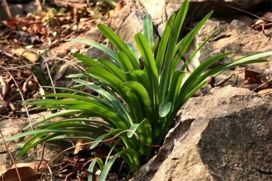 2万元以上兰草长什么山,生长在云南等地的背阴深山中