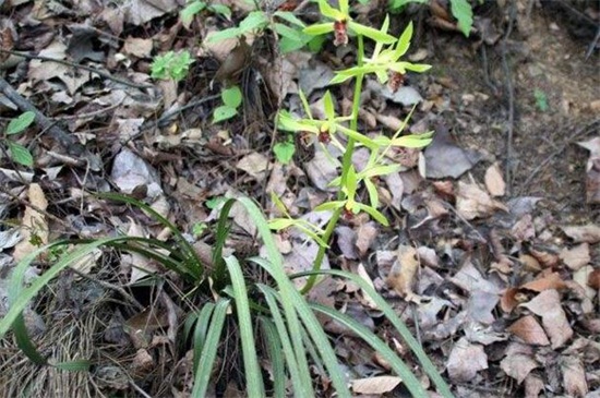 2万元以上兰草长什么山,生长在云南等地的背阴深山中