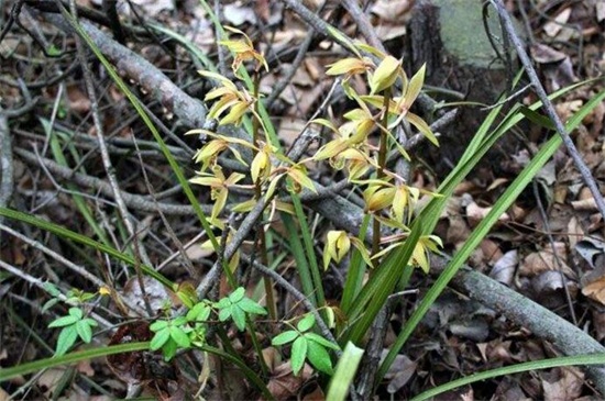 2万元以上兰草长什么山,生长在云南等地的背阴深山中