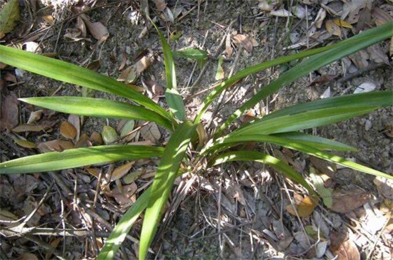 2万元以上兰草长什么山,生长在云南等地的背阴深山中