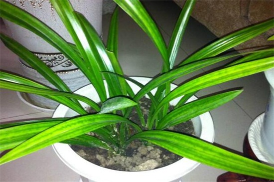 2万元以上兰草长什么山,生长在云南等地的背阴深山中