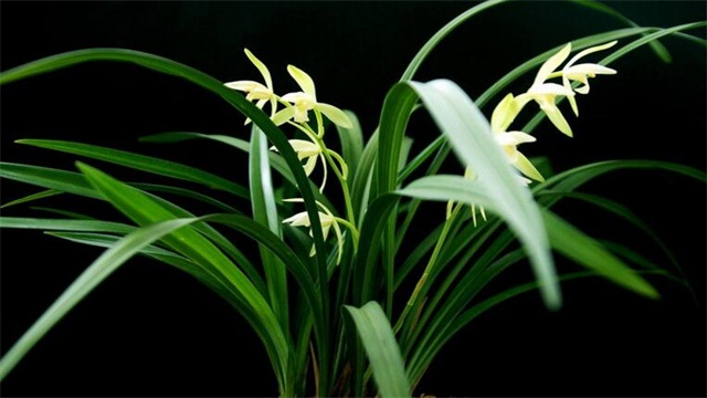 兰草花如何养殖