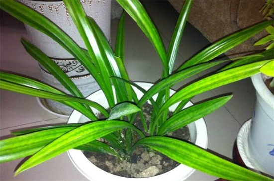 兰草花如何养殖