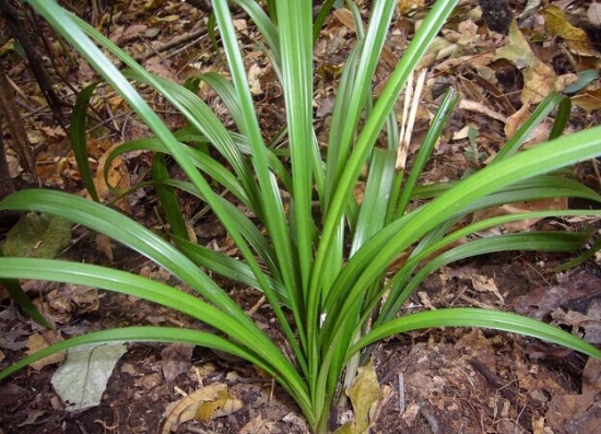 长势良好的兰草 兰草的养殖办法和留意事项:喜半阴,不耐强光