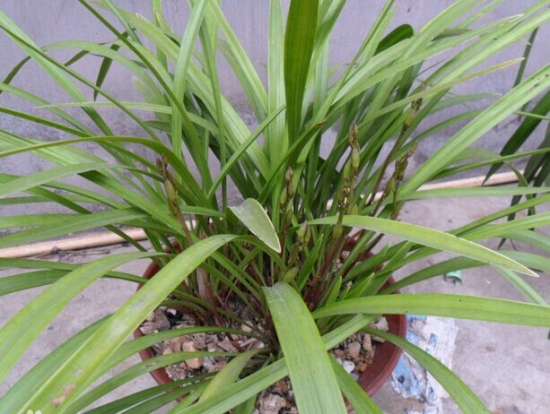 兰草盆景 兰草的养殖办法和留意事项:喜半阴,不耐强光