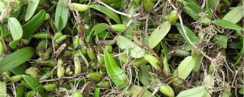 野生石仙桃功效与作用