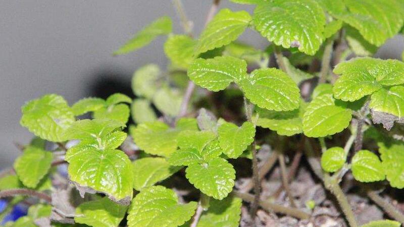 吸毒草叶子发黑如何办