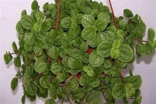 吸毒草叶子发黑如何办