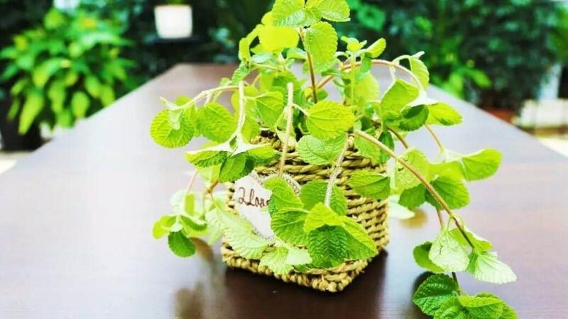 吸毒草掉叶子如何办