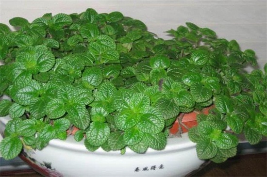 吸毒草掉叶子如何办