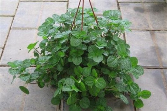 吸毒草掉叶子如何办