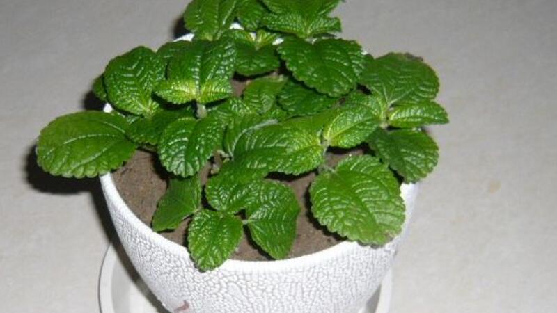 吸毒草如何修剪