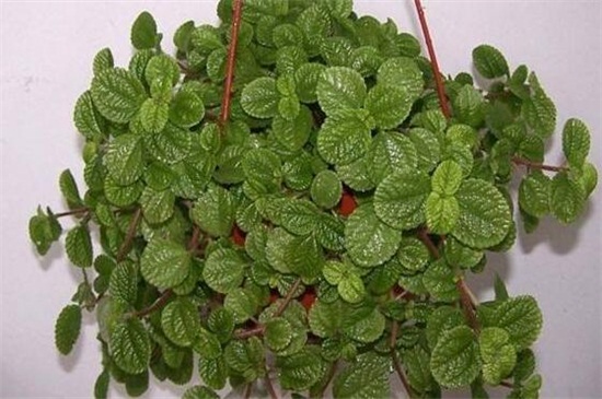 吸毒草如何修剪