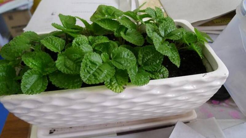 吸毒草的养殖办法和留意事项