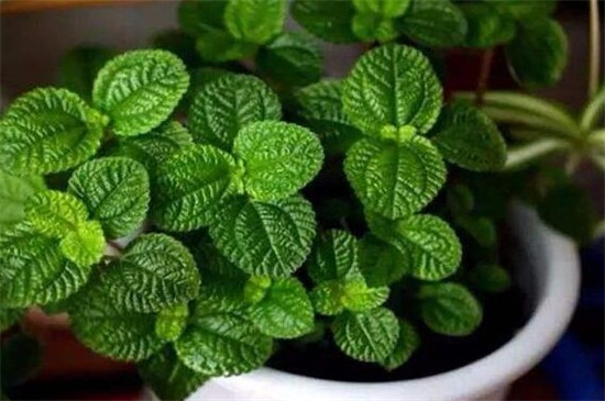 吸毒草的养殖办法和留意事项