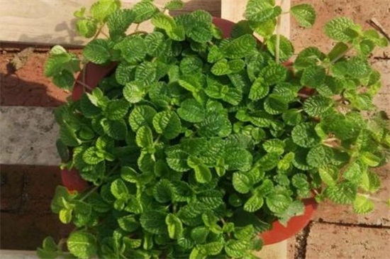 吸毒草的养殖办法和留意事项