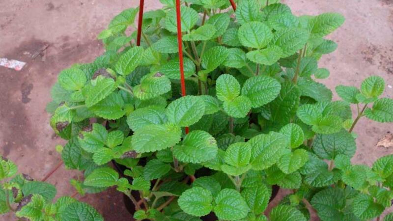 吸毒草如何繁殖