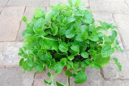 吸毒草如何繁殖