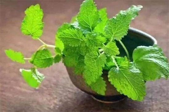 吸毒草如何繁殖