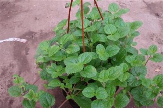 吸毒草叶子发黄如何办