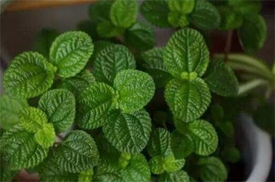 吸毒草叶子发黄如何办