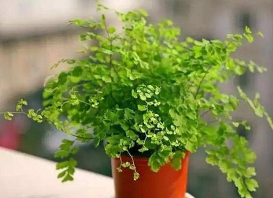 吸毒草如何修剪，4招修剪方式让吸毒草越剪越旺盛