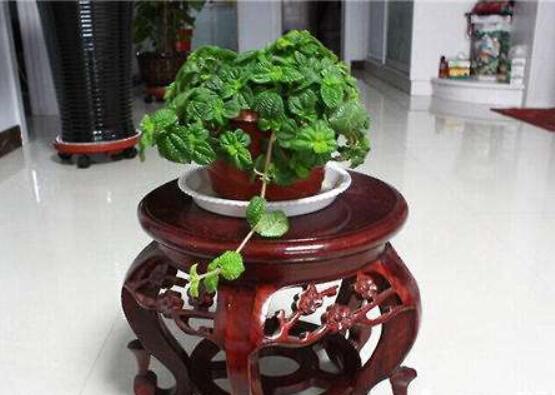 吸毒草如何修剪，4招修剪方式让吸毒草越剪越旺盛