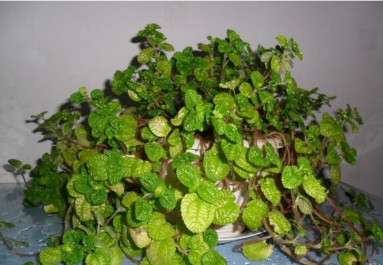 吸毒草如何修剪，4招修剪方式让吸毒草越剪越旺盛