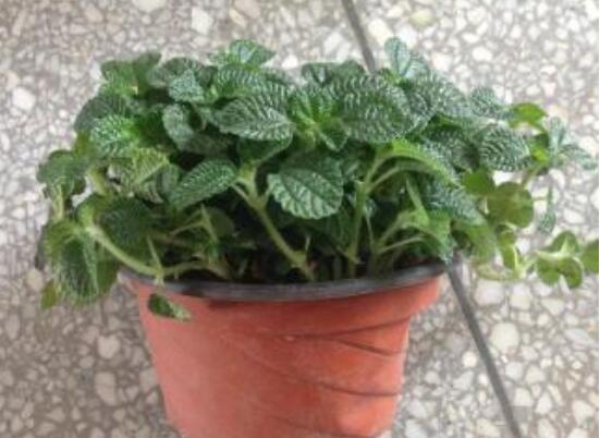 吸毒草如何修剪，4招修剪方式让吸毒草越剪越旺盛