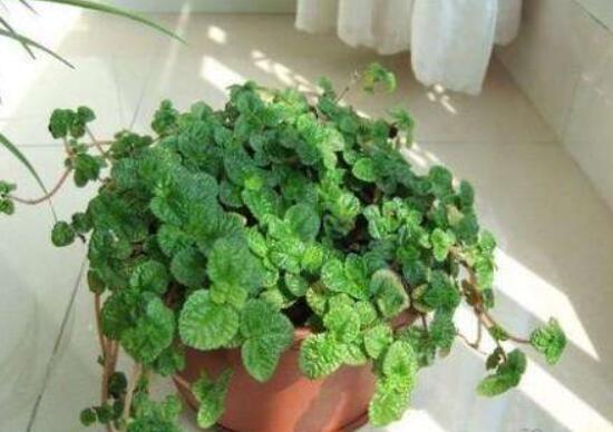 吸毒草如何修剪，4招修剪方式让吸毒草越剪越旺盛