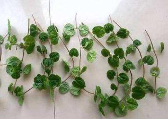 吸毒草如何修剪，4招修剪方式让吸毒草越剪越旺盛