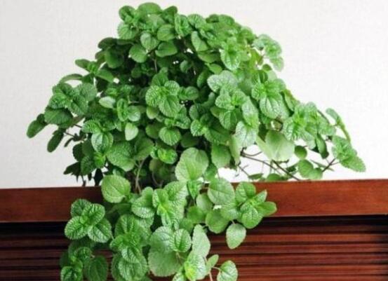 吸毒草如何修剪，4招修剪方式让吸毒草越剪越旺盛