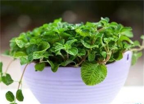 吸毒草如何繁殖，3种办法教你繁殖出茂盛的吸毒草