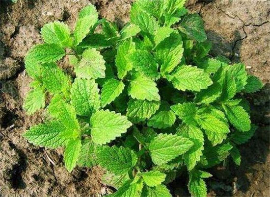 吸毒草如何繁殖，3种办法教你繁殖出茂盛的吸毒草