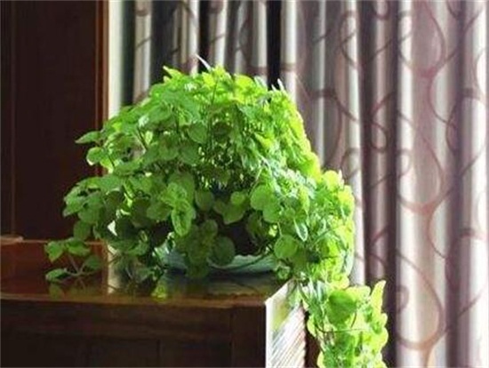 吸毒草如何繁殖，3种办法教你繁殖出茂盛的吸毒草