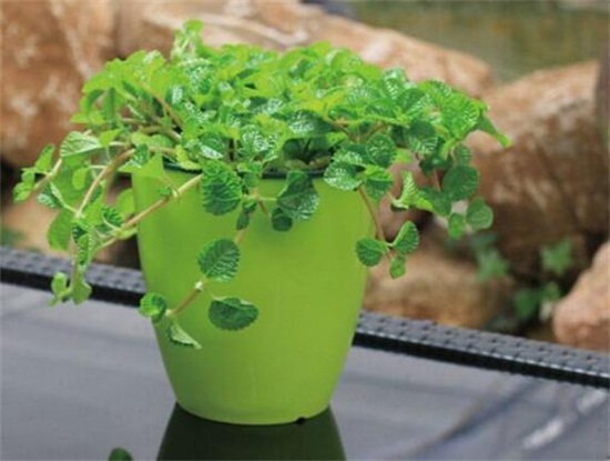 吸毒草如何繁殖，3种办法教你繁殖出茂盛的吸毒草