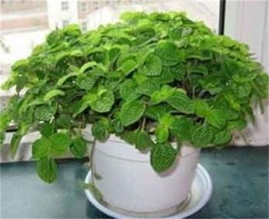 吸毒草如何繁殖，3种办法教你繁殖出茂盛的吸毒草