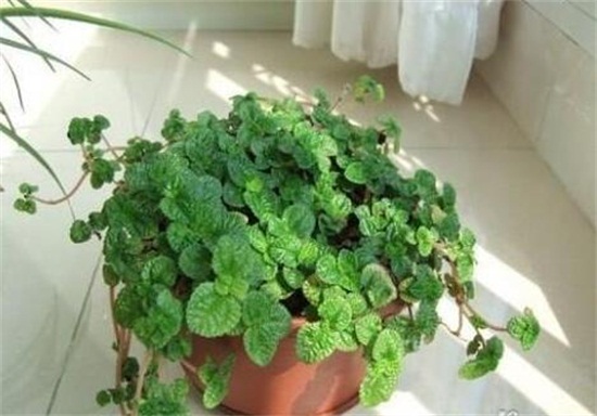 吸毒草如何繁殖，3种办法教你繁殖出茂盛的吸毒草