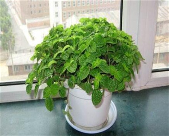 吸毒草如何繁殖，3种办法教你繁殖出茂盛的吸毒草