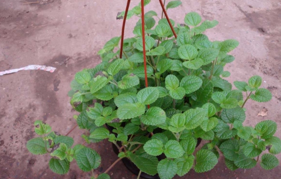 吸毒草是什么：吸毒草学名柠檬香蜂草也叫蜂香脂、蜜蜂花