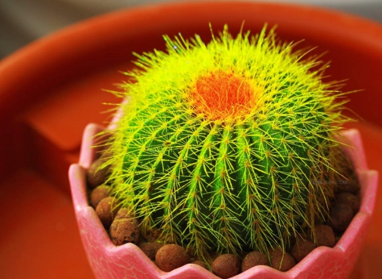 吸毒草是什么：吸毒草学名柠檬香蜂草也叫蜂香脂、蜜蜂花