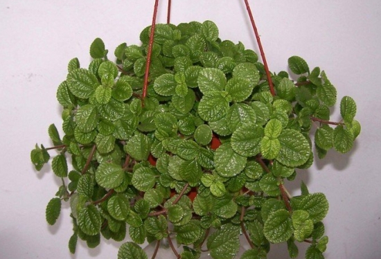 吸毒草叶子发黄：吸毒草叶子发黄的原因分析及处理办法