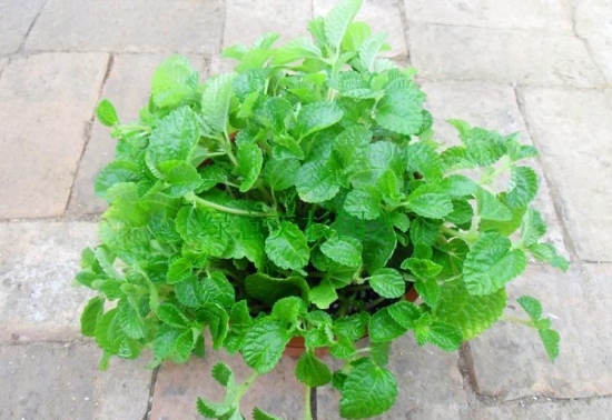 吸毒草叶子发黄：吸毒草叶子发黄的原因分析及处理办法