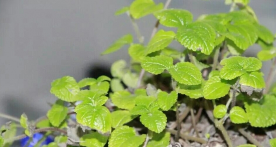 吸毒草叶子变黑：吸毒草叶子变黑原因分析及处理办法