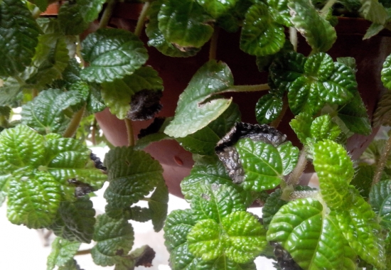 吸毒草叶子变黑：吸毒草叶子变黑原因分析及处理办法