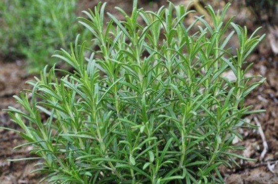 鼠尾草的食用和药用作用，增加香气清热解毒