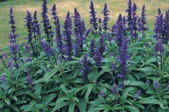 鼠尾草的繁殖办法，南方3月北方5月扦插为佳